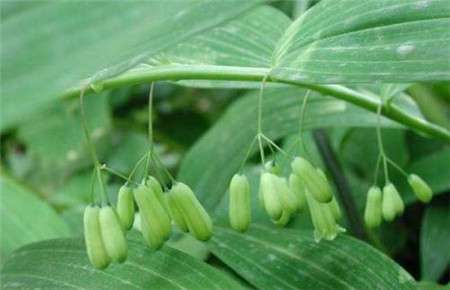 玉竹 玉竹