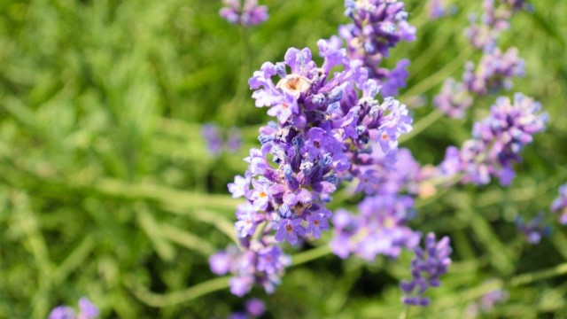 薰衣草可以放室内吗 薰衣草可以放室内吗