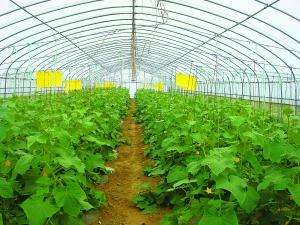 蔬菜叶面施肥技术