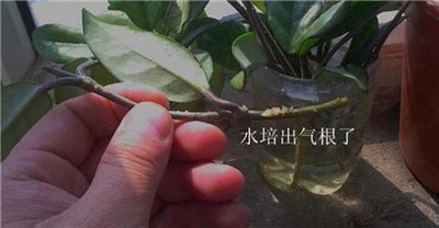 球兰水培:养护 球兰水培:养护