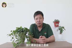 常春藤夏天怎么养