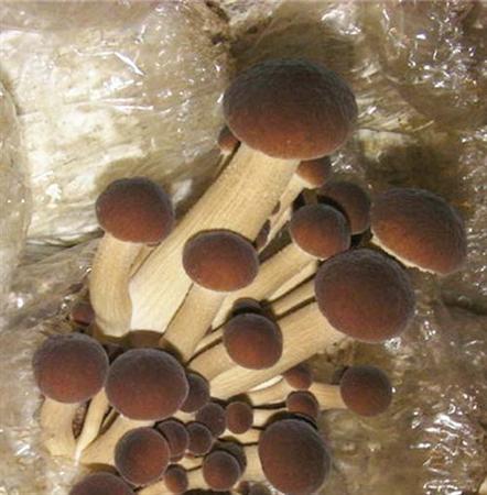 茶薪菇袋料如何种植?