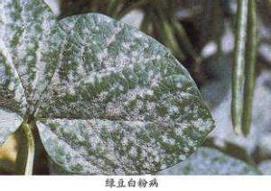 绿豆白粉病怎样用药