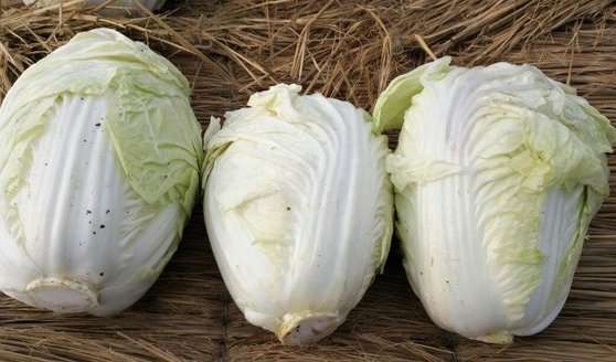 德高春大白菜品种怎么样?