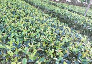 一亩油茶一年能产多少斤？经济收入如何？