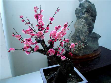 梅花图片 梅花图片