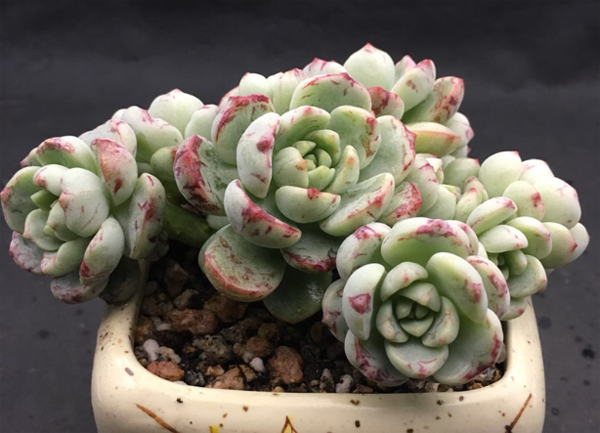 香草比斯