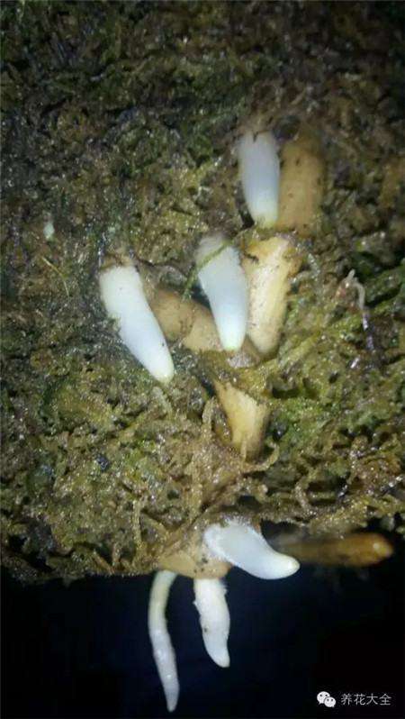 生根 生根