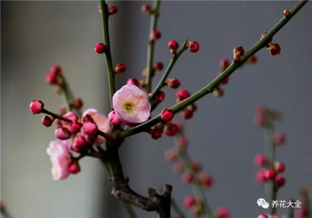 梅花 梅花