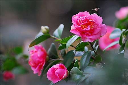 茶花 茶花