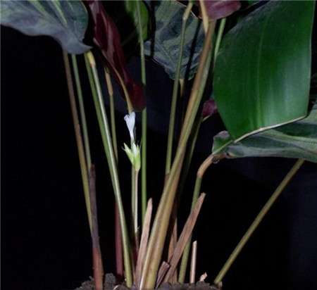 孔雀竹芋什么时候开花? 孔雀竹芋什么时候开花?