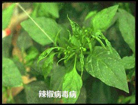 夏季怎么育辣椒苗?