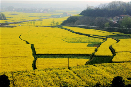 油菜花 油菜花
