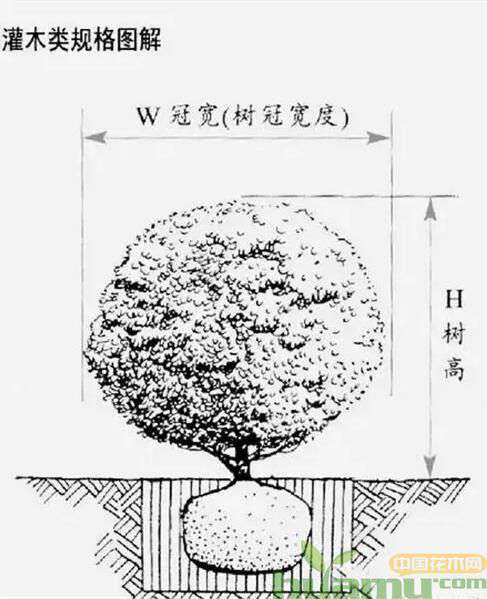 苗木等级是价格高低的主要因素,判断苗木的好坏有哪些标准? 苗木等级是价格高低的主要因素,判断苗木的好坏有哪些标准?