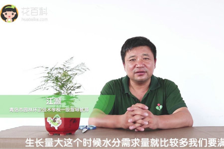 云竹 云竹