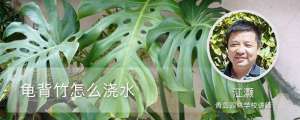 龟背竹怎么浇水，多久不浇水会死