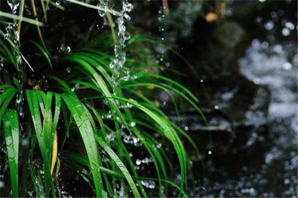 菖蒲怎么浇水 菖蒲怎么浇水