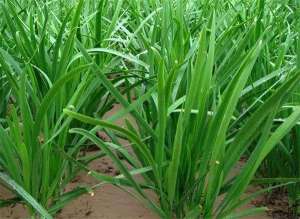 韭菜种植技术之韭菜的田间管理及病虫防治