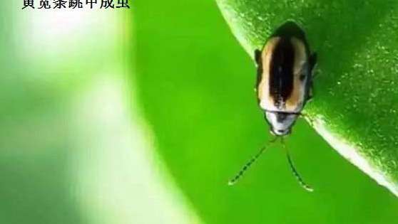 种大白菜怎样防治黄宽条跳甲?