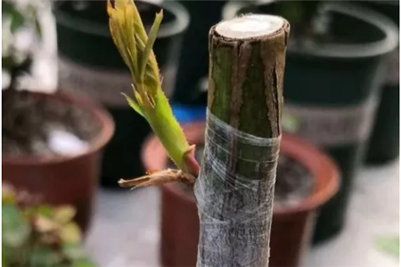 月季接芽成功 月季接芽成功