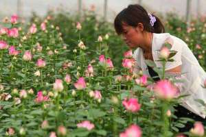 青州：打造花卉“三位一体 ” 模式