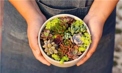 黄金万年草组盆:完成啦 黄金万年草组盆:完成啦