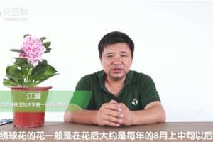 绣球花的修剪方法