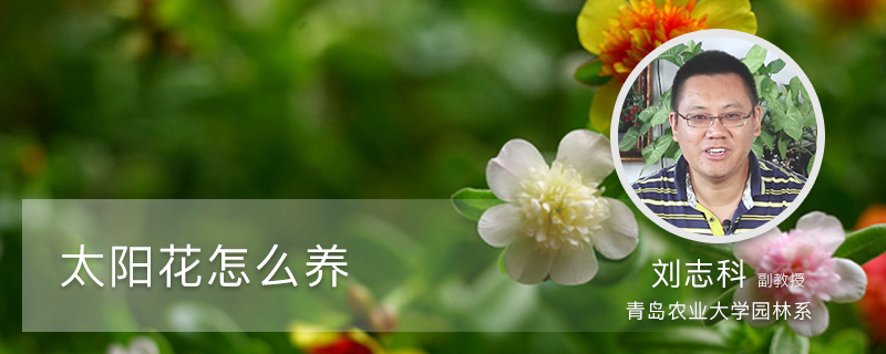 太阳花怎么养 太阳花怎么养
