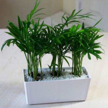 袖珍椰子 袖珍椰子