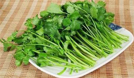 香菜解毒 香菜解毒