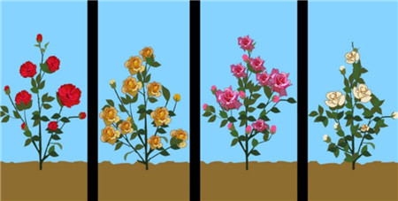 根据品种修剪蔷薇花 根据品种修剪蔷薇花
