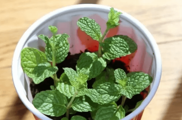 薄荷扦插 薄荷扦插