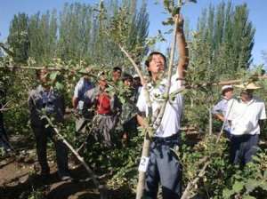夏季怎么给苹果树修剪？