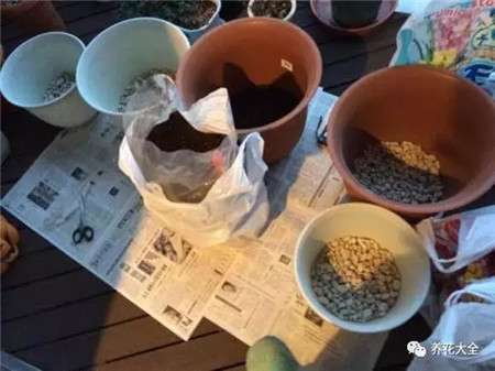 花盆1个 花盆1个