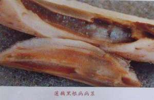 种植莲藕有哪些病害要防治？