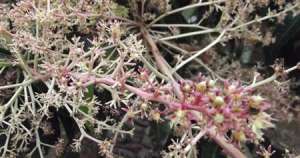 芒果的果园花果管理要点