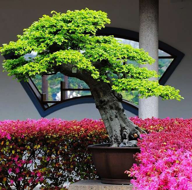 盆景 盆景