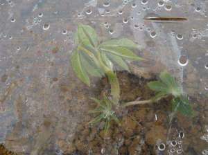 木薯种植：木薯补苗、间苗什么时候进行？