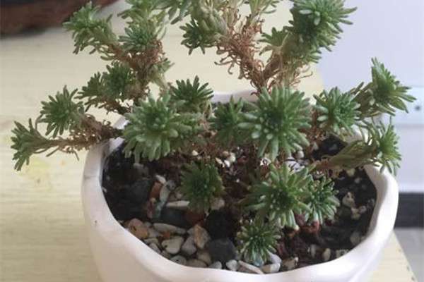 球松盆景有哪些类型 球松盆景有哪些类型