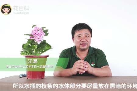 绣球花 绣球花