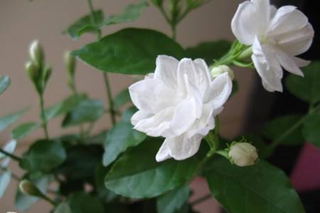 茉莉 茉莉
