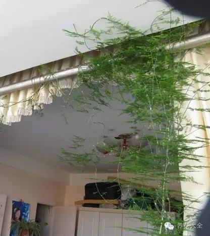 5款能爬满墙的花,种客厅,邻居们都赞不绝口!