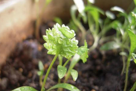 香菜 香菜