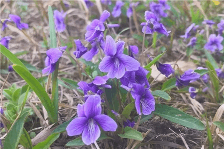 紫花地丁 紫花地丁