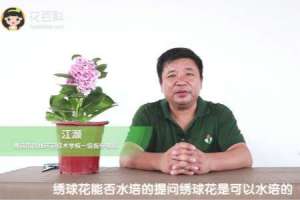 绣球花可以水培吗
