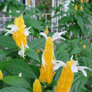 怎么让金苞花四季鲜花不断?