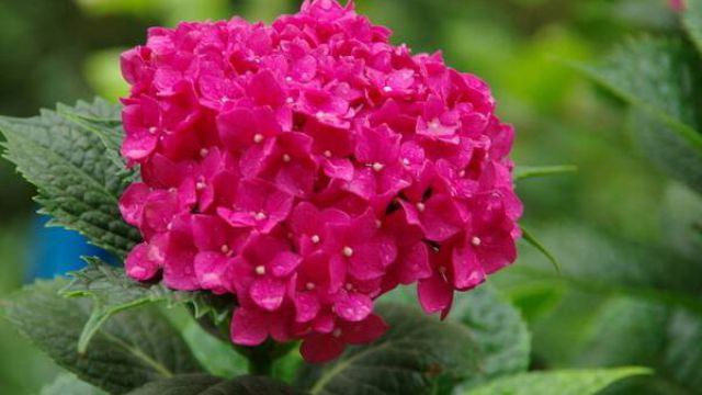 八仙花的作用 八仙花的作用