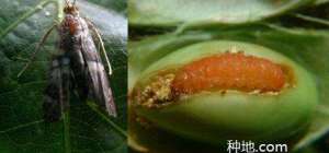 大豆有食心虫怎么办？