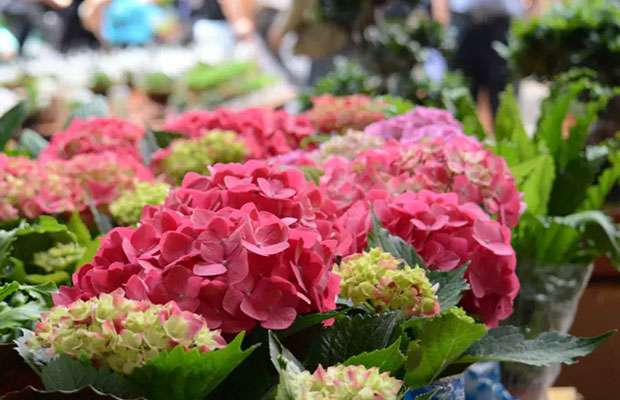斗南花卉2.jpg