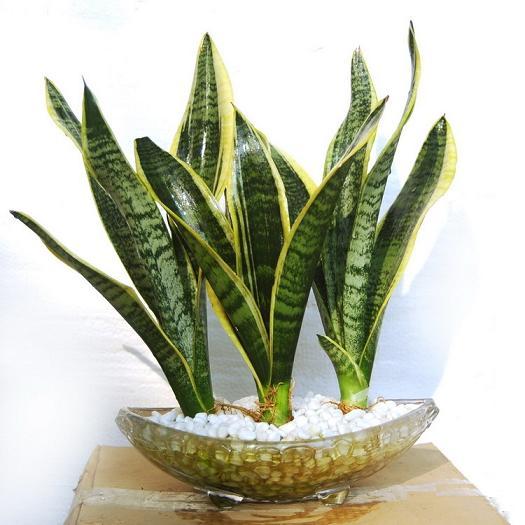 虎皮兰浇水方法 虎皮兰浇水方法